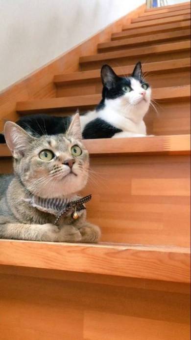 猫姉妹 天文学的にかわいい