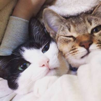 猫姉妹 天文学的にかわいい