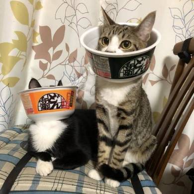 猫姉妹 天文学的にかわいい