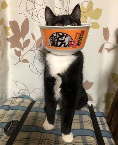 猫姉妹 天文学的にかわいい