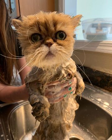 洗われている猫ちゃん