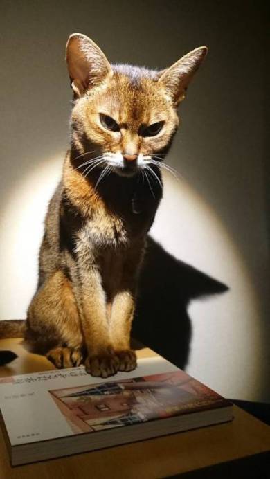 読書のじゃま 猫