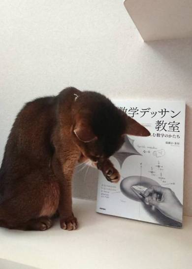 読書のじゃま 猫