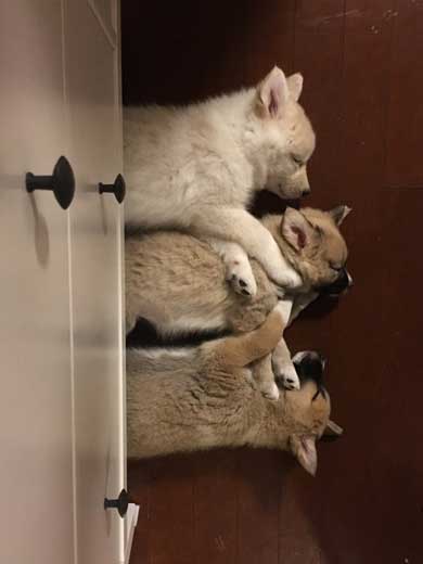 保護 犬 実家 タンスの下 ケルベロス 寝るべロス 3匹 子犬