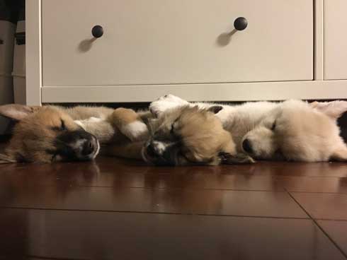 保護 犬 実家 タンスの下 ケルベロス 寝るべロス 3匹 子犬