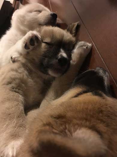 保護 犬 実家 タンスの下 ケルベロス 寝るべロス 3匹 子犬