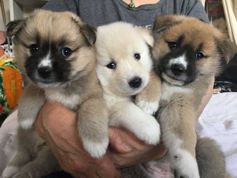 保護 犬 実家 タンスの下 ケルベロス 寝るべロス 3匹 子犬