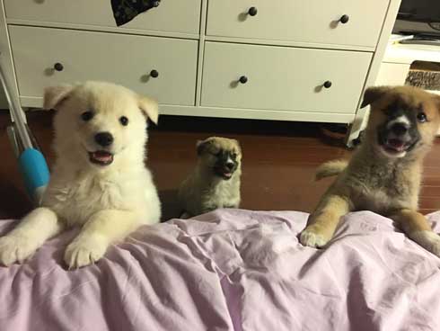 保護 犬 実家 タンスの下 ケルベロス 寝るべロス 3匹 子犬