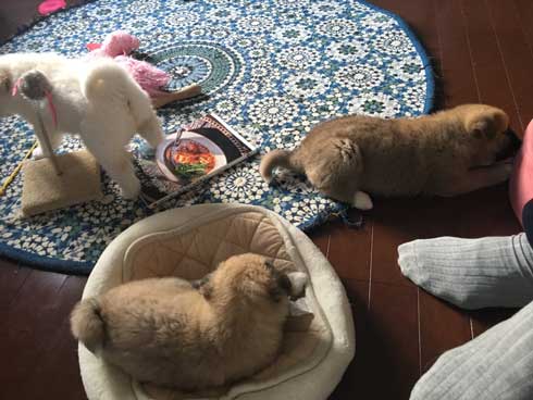 保護 犬 実家 タンスの下 ケルベロス 寝るべロス 3匹 子犬