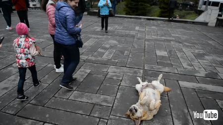 おなかみせわんこ