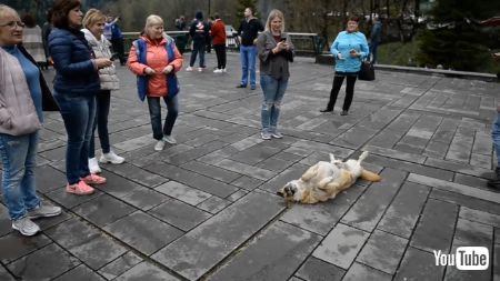 おなかみせわんこ