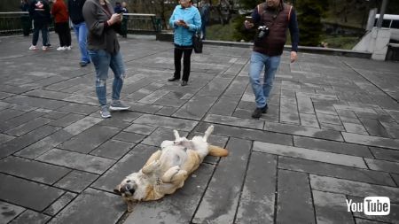 おなかみせわんこ