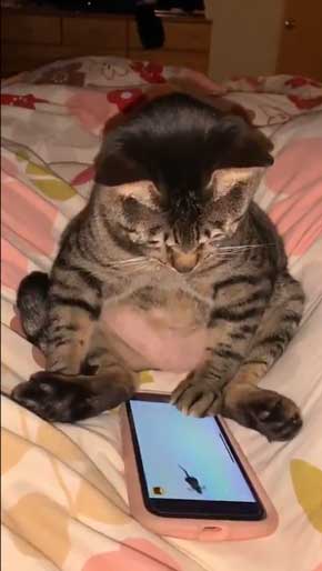 猫 座りながら スマホ 見るだけ おっさん のんびり 体勢 ねずみ