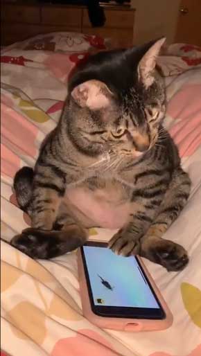 猫 座りながら スマホ 見るだけ おっさん のんびり 体勢 ねずみ