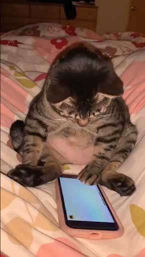 猫 座りながら スマホ 見るだけ おっさん のんびり 体勢 ねずみ