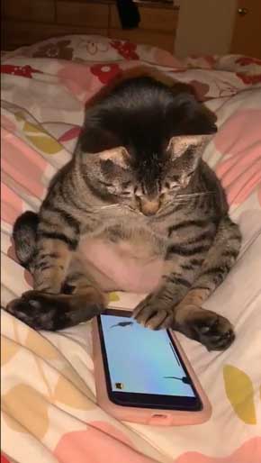 猫 座りながら スマホ 見るだけ おっさん のんびり 体勢 ねずみ