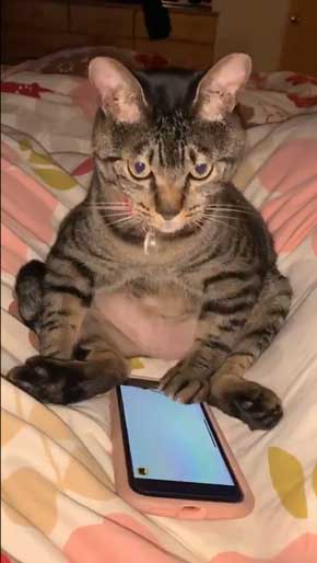 猫 座りながら スマホ 見るだけ おっさん のんびり 体勢 ねずみ