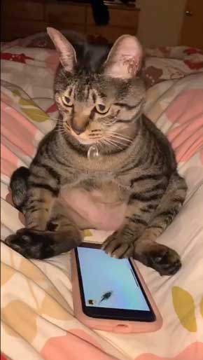 猫 座りながら スマホ 見るだけ おっさん のんびり 体勢 ねずみ