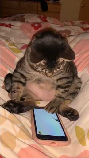 猫 座りながら スマホ 見るだけ おっさん のんびり 体勢 ねずみ