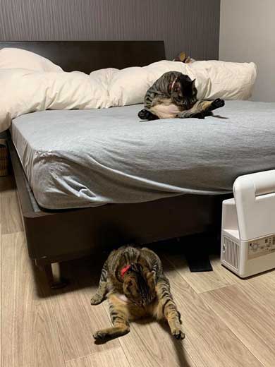 猫 座りながら スマホ 見るだけ おっさん のんびり 体勢 ねずみ