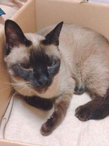 おこぷんちゃん