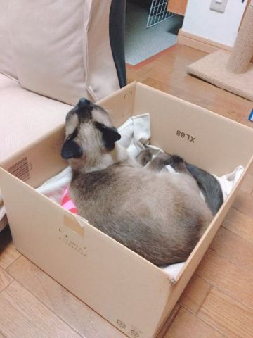 あご置き高すぎない？