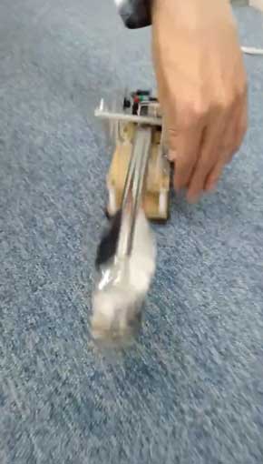 近づく 威嚇する トング かわいい