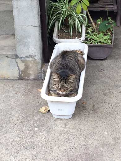 散歩 猫 生えてた 鉢植え プランター 寝る 初夏