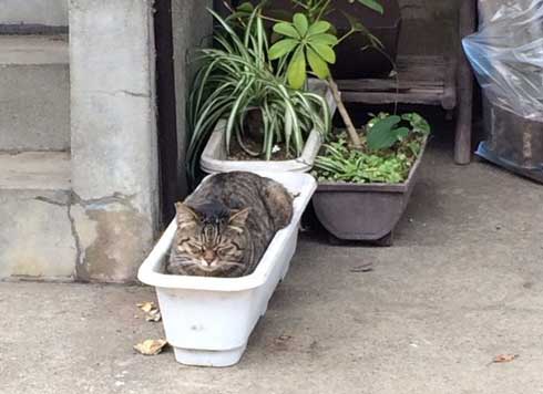 散歩 猫 生えてた 鉢植え プランター 寝る 初夏