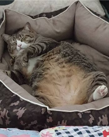 ふくよかネコちゃん