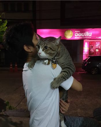 ふくよかネコちゃん