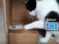 おやつを貯金してほしいニャン　飼い主さん手作りのダンボールATMの中で遊ぶ無邪気なネコちゃん