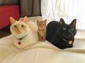 「かぞくが増えましたにゃ！」　大・小・大で一列に並んだ猫ちゃんズが家族の集合写真みたいでかわいい