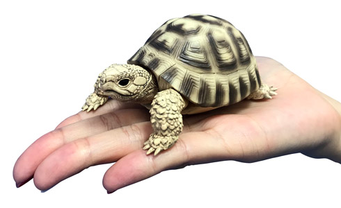 カメの商品画像