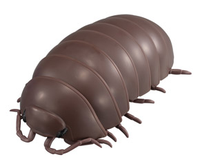 広がったこげ茶のダンゴムシ