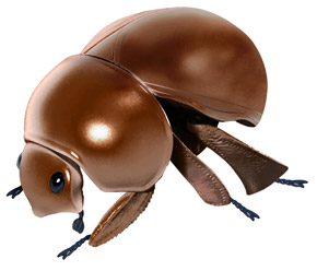 広がった茶色のマンマルコガネ