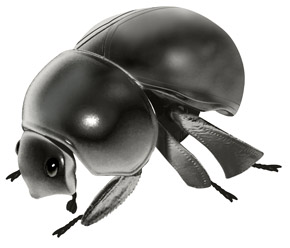 広がった黒いマンマルコガネ