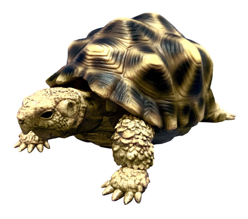 インドホシガメの商品画像