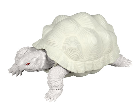 インドホシガメのアルビノの商品画像