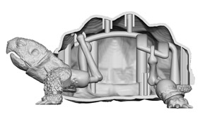 カメが頭を出しているときの構造