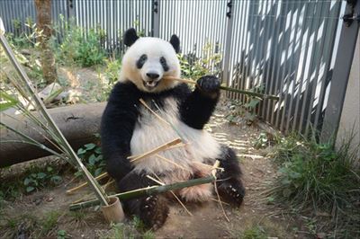 上野動物園シャンシャン