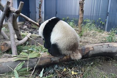 上野動物園シャンシャン