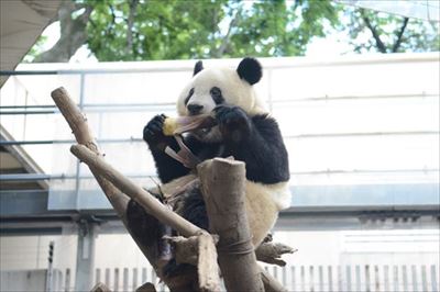 上野動物園シャンシャン