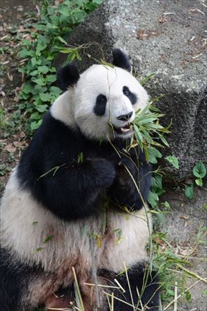 上野動物園シャンシャン