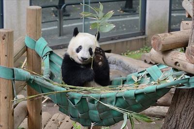 上野動物園シャンシャン