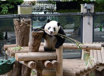 上野動物園シャンシャン