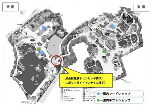 上野動物園シャンシャン