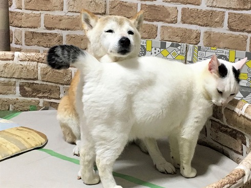 くぅくんしのちゃん