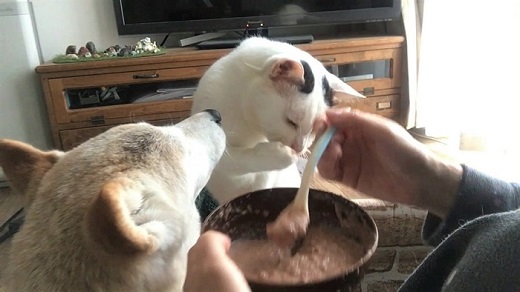 ゴハンドロボー