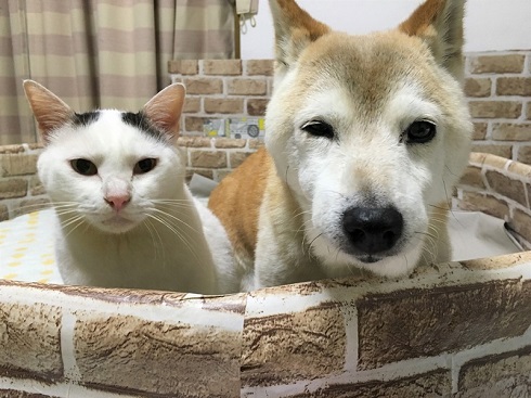 くぅくんしのちゃん顔アップ